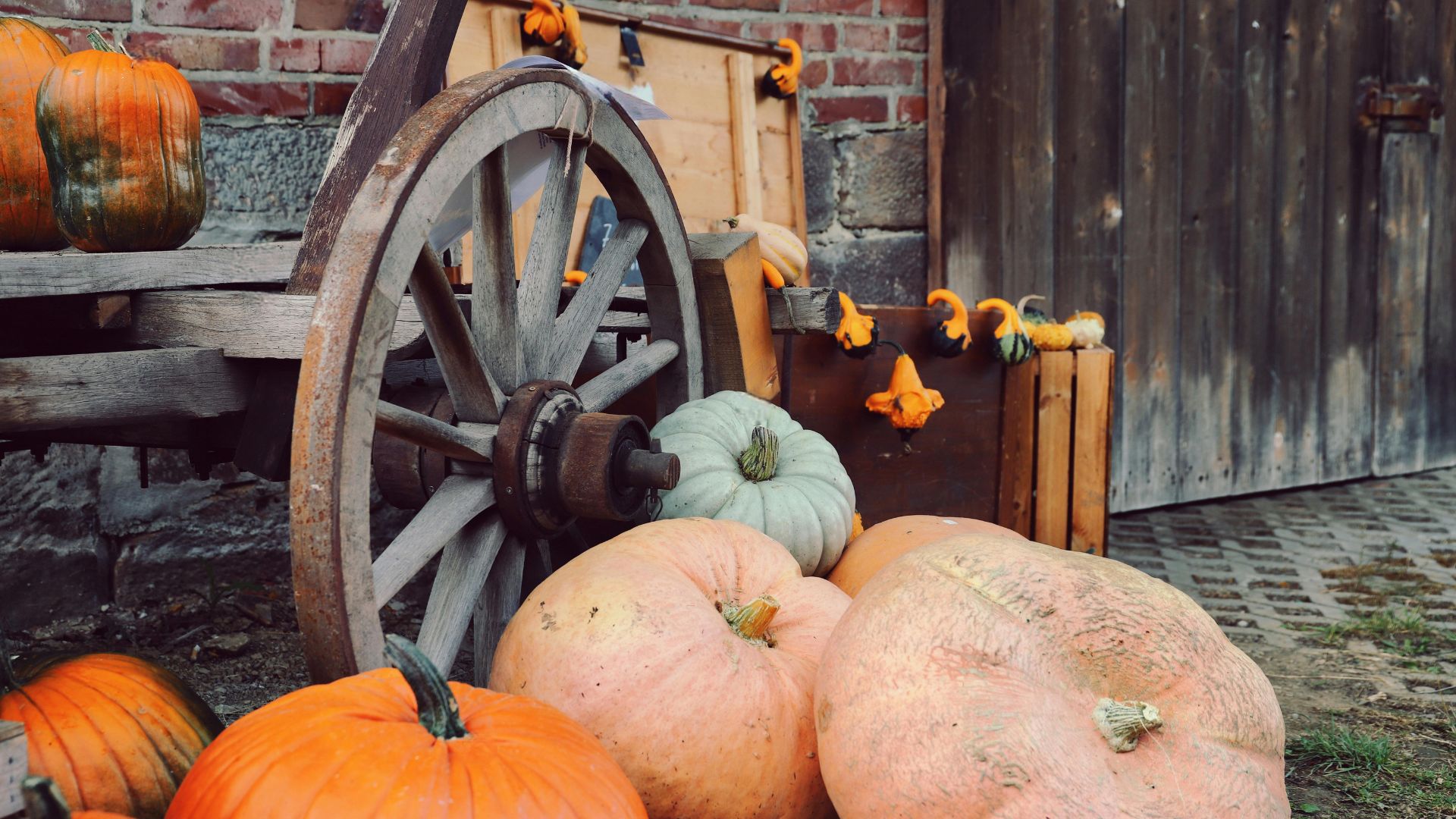 pumpkins on display, along with a wagon and gourds